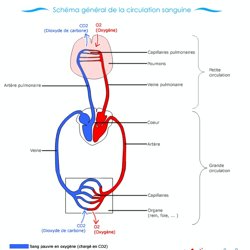 Circulation Sanguine Pearltrees
