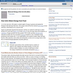 Energy Metabolism Pearltrees