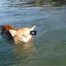 Koty Beata W Pearltrees