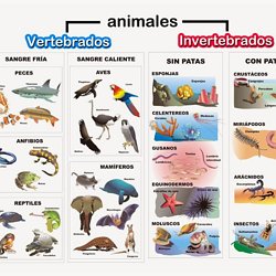 Esquema Animales Vertebrados E Invertebrados Pearltrees