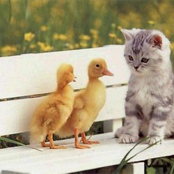 Chaton Trop Mimi Pearltrees Chaton Trop Mimi Pearltrees