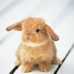 Lapin 8 8 Pearltrees