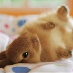 Lapin 7 8 Pearltrees