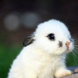 Lapin 7 8 Pearltrees