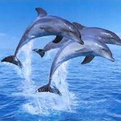 Phoque Trop Mignon Pearltrees Phoque Trop Mignon Pearltrees