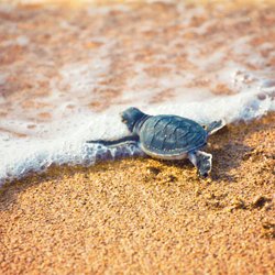 Phoque Trop Mignon Pearltrees