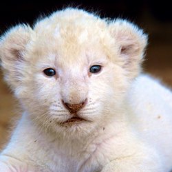 Magnifique Lionceau Pearltrees