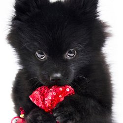 Chiot Trop Craquant 11 15 Pearltrees Chiot Trop Craquant 11 15 Pearltrees