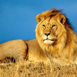 Un Chaton Et Sa Maman Cro Mimi Pearltrees Un Chaton Et Sa Maman Cro Mimi Pearltrees